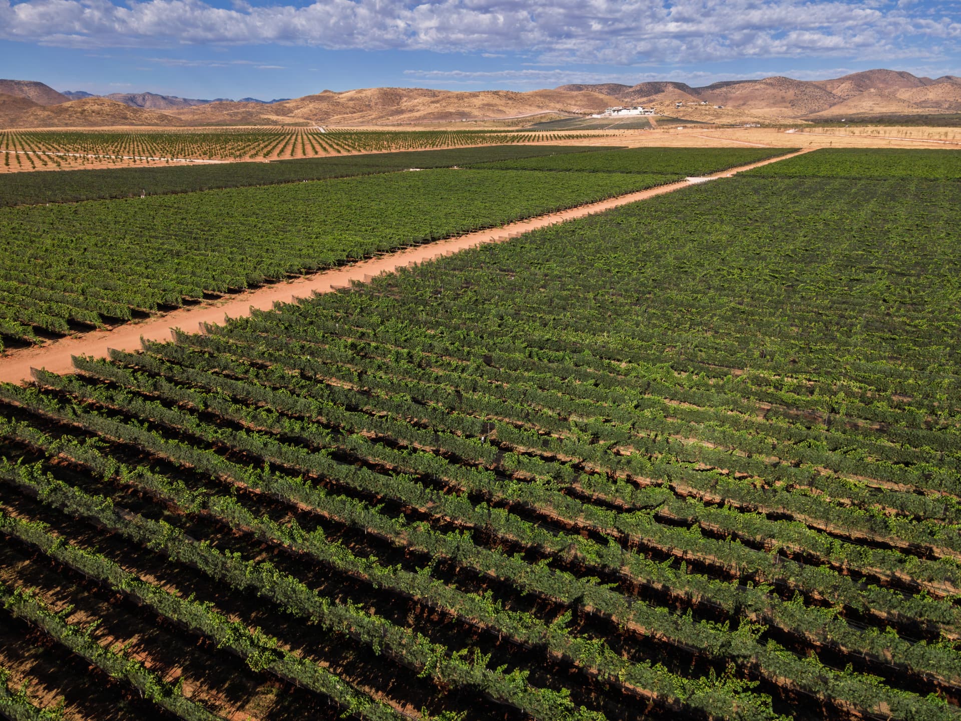 Hileras de viñedo sobre el altiplano chihuahuense