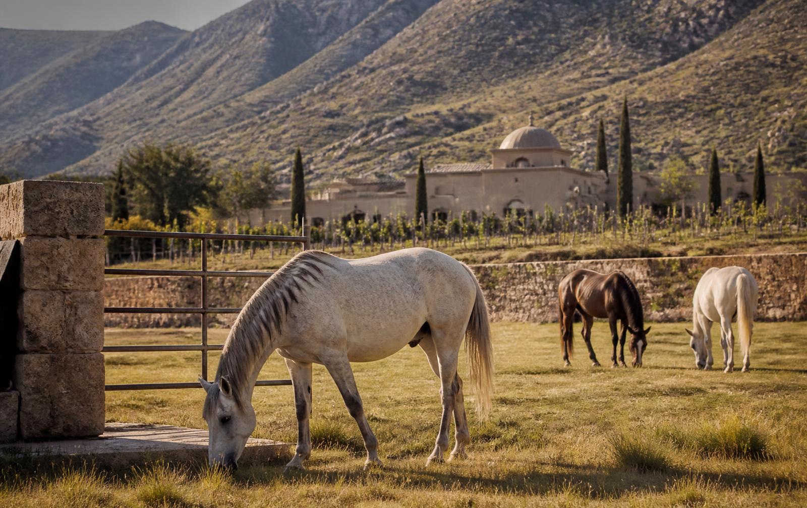 Caballos