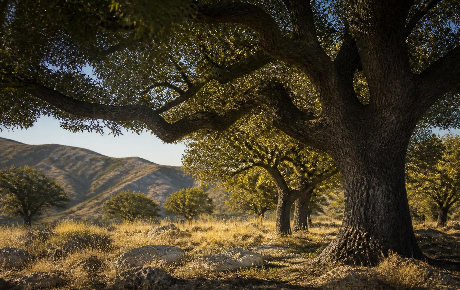 Encinos centenarios en el altiplano de Chihuahua